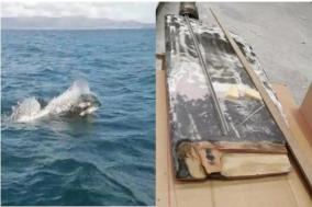 ORCAS ATACAN A VELEROS EN ESPAÑA